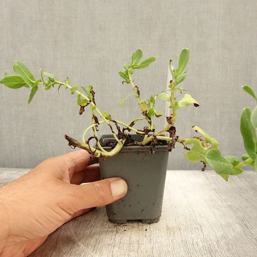 Spécimen de Cerinthe glabra Godet de 8/9 cm tel que livré en automne