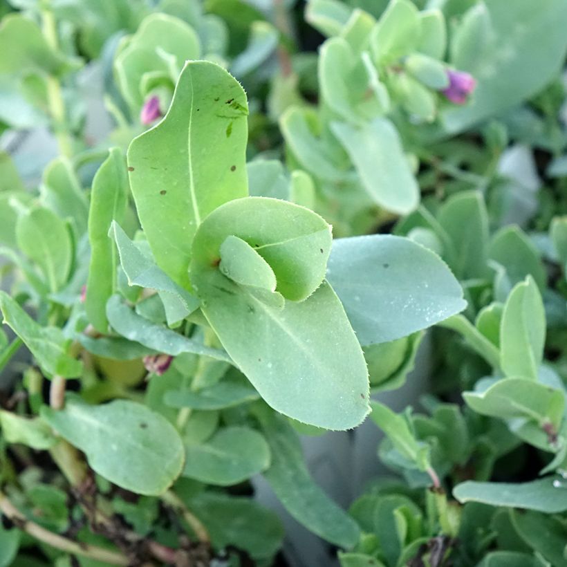 Cerinthe glabra - Cérinthe glabre (Feuillage)