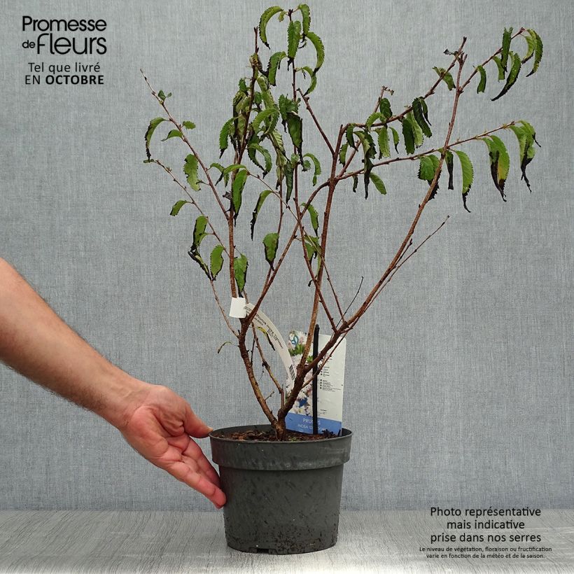 Spécimen de Cerisier à fleurs du Japon nain - Prunus incisa Oshidori Pot de 2L/3L tel que livré en automne