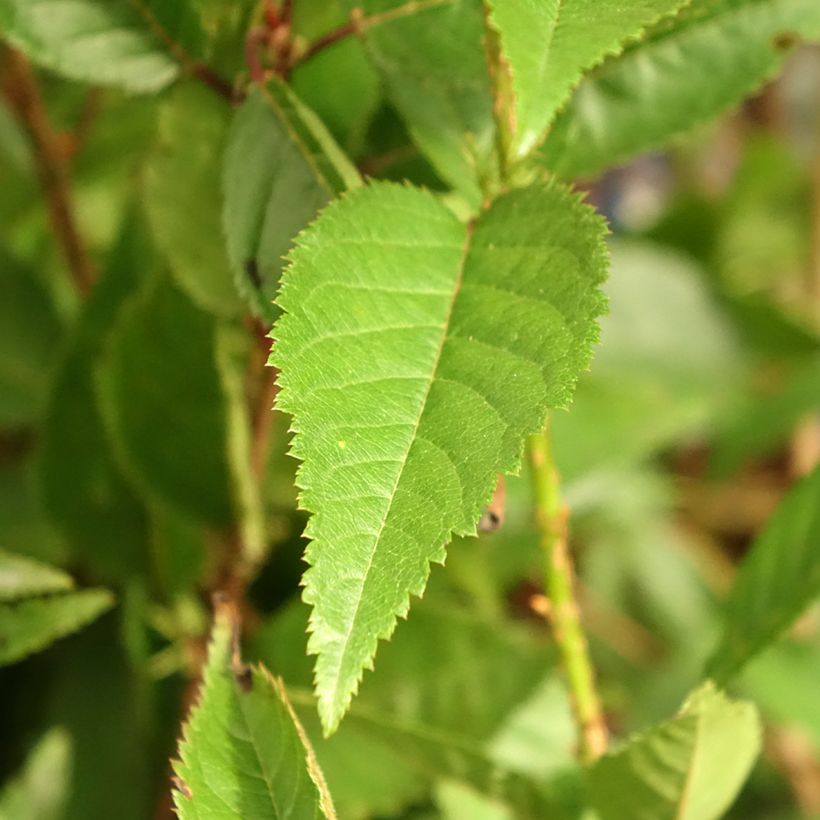 Cerisier à fleurs du Japon nain - Prunus incisa Paean (Feuillage)