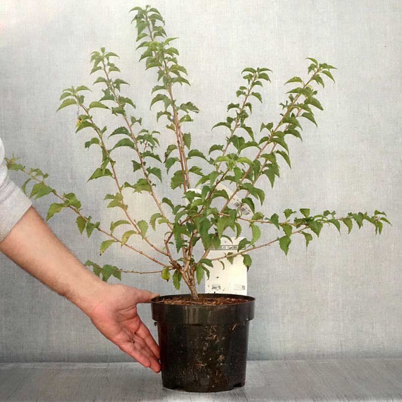 Spécimen de Cerisier à fleurs du Japon nain - Prunus incisa Yamadei Pot de 2L/3L tel que livré en automne