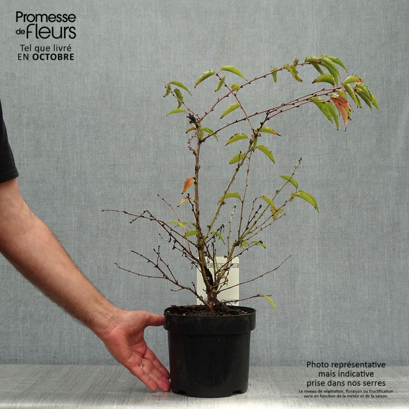 Spécimen de Cerisier à fleurs - Prunus nipponica Brillant en pot de 2/3L tel que livré en automne