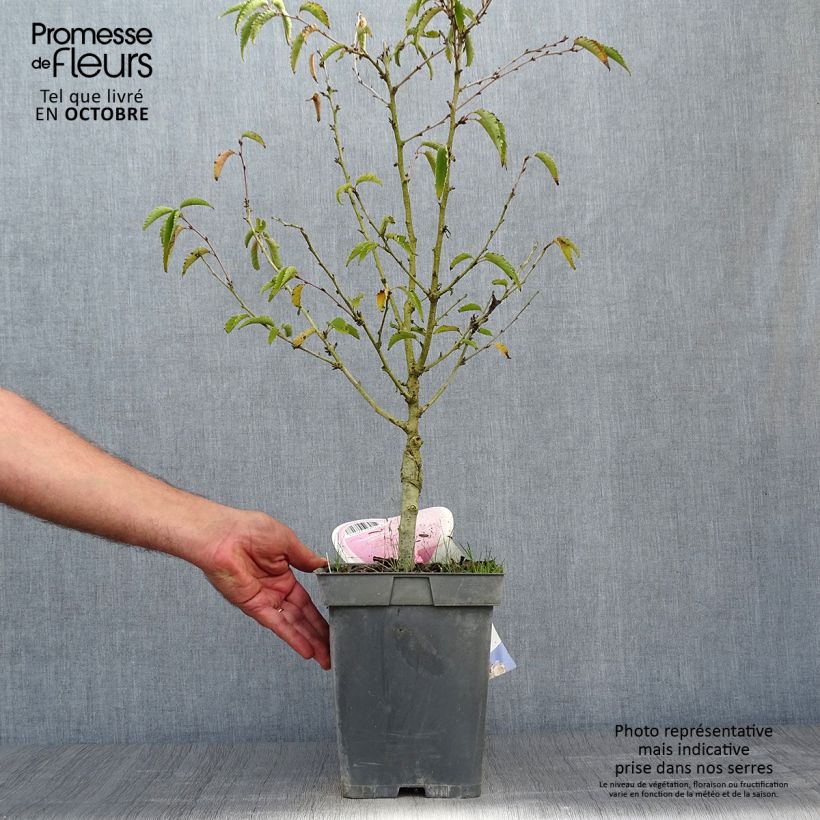 Spécimen de Cerisier à fleurs - Prunus nipponica Brillant en pot de 4L/5L tel que livré en automne