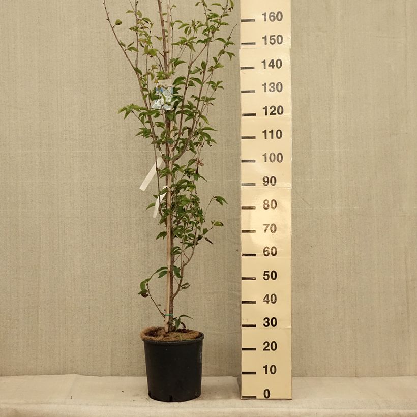 Spécimen de Cerisier à fleurs - Prunus Umineko Pot de 12L/15L tel que livré en automne