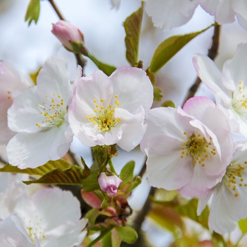 Cerisier à grappes - Prunus serrulata Sunset Boulevard (Floraison)