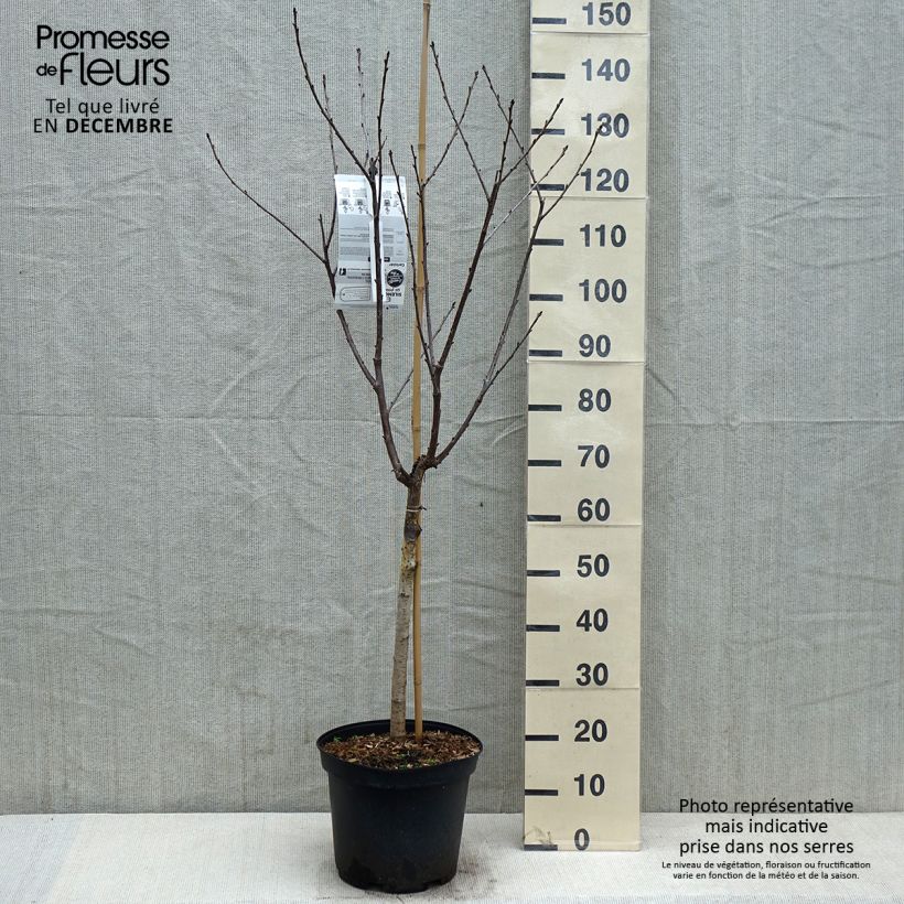 Spécimen de Cerisier Anglaise Hâtive - Prunus cerasus tel que livré en automne