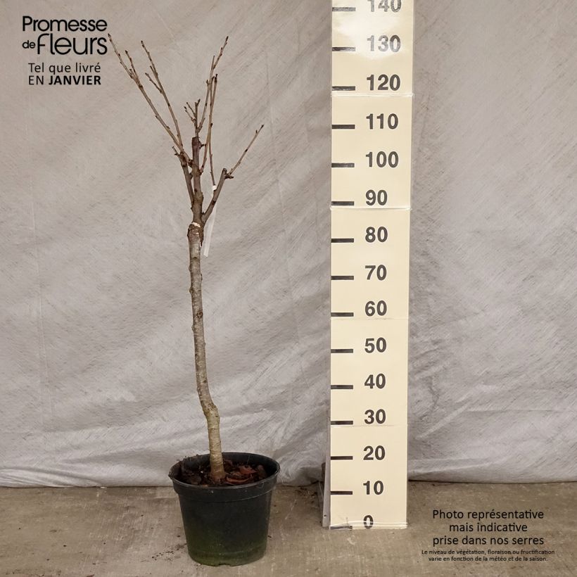 Spécimen de Cerisier Bigarreau Moreau - Prunus avium Gobelet en pot de 7,5l/10l tel que livré en hiver