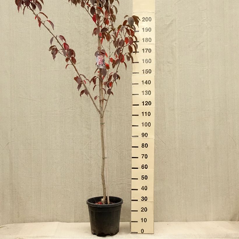 Spécimen de Cerisier du Japon - Prunus serrulata Royal Burgundy pot de 15L tel que livré en automne