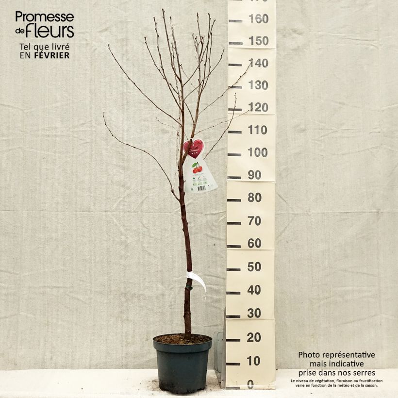 Spécimen de Cerisier Kelleriis 16 - Prunus cerasus en pot de 7.5/10L tel que livré en hiver