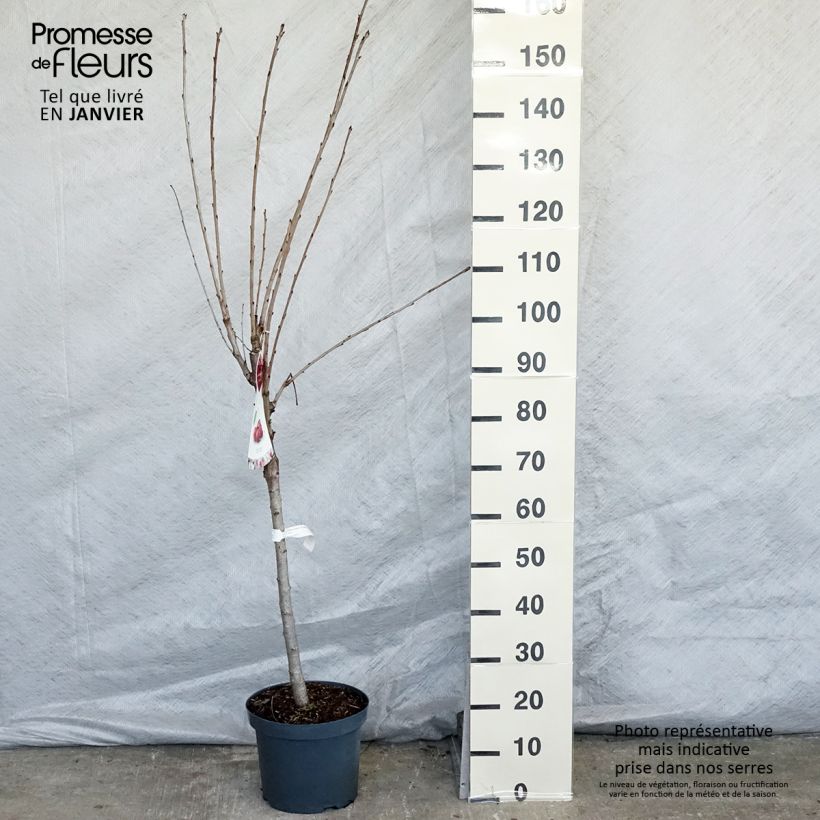 Spécimen de Cerisier Schneiders Späte Knorpelkirsche - Prunus avium en pot de 7.5L gobelet tel que livré en hiver