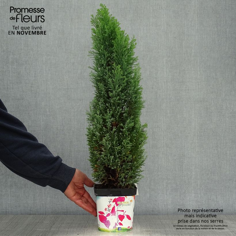 Spécimen de Chamaecyparis lawsoniana Elwoodii - Cyprès de Lawson en pot de 2L/3L tel que livré en automne