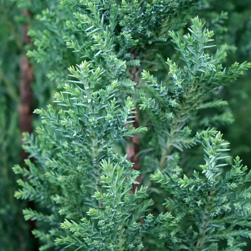 Chamaecyparis lawsoniana Elwoodii - Cyprès de Lawson  (Feuillage)