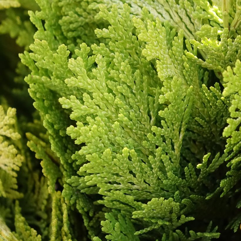 Chamaecyparis lawsoniana Minima Aurea - Cyprès de Lawson nain (Feuillage)