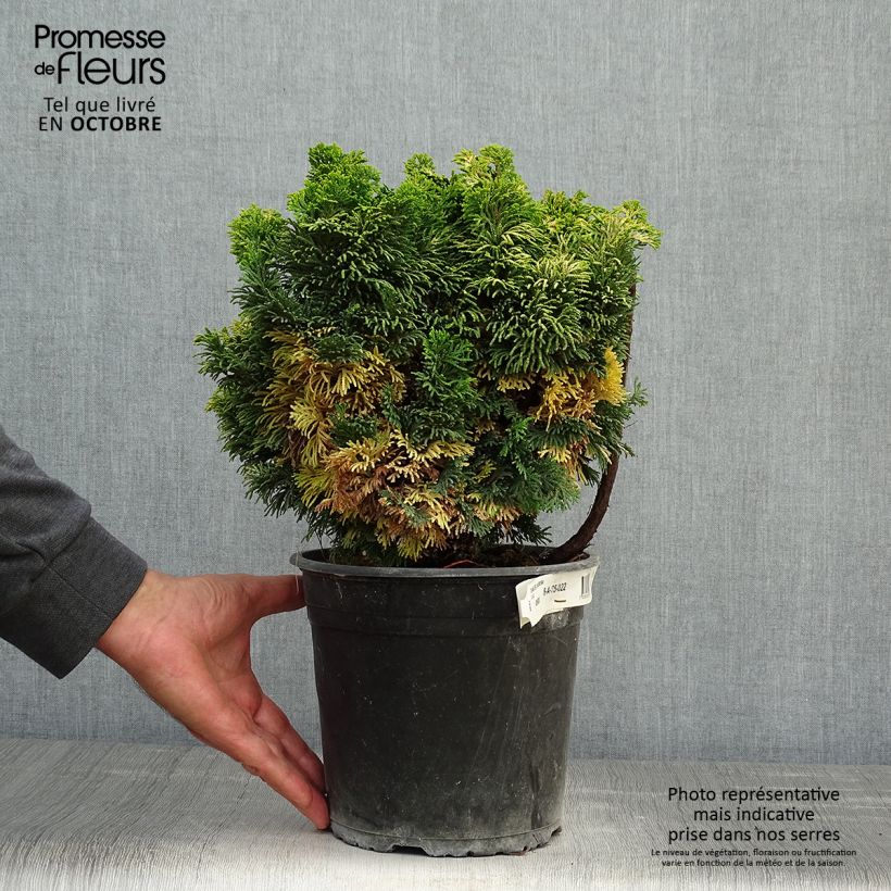 Spécimen de Chamaecyparis obtusa Aurora - Faux cyprès hinoki du Japon nain en pot de 4L/5L tel que livré en automne