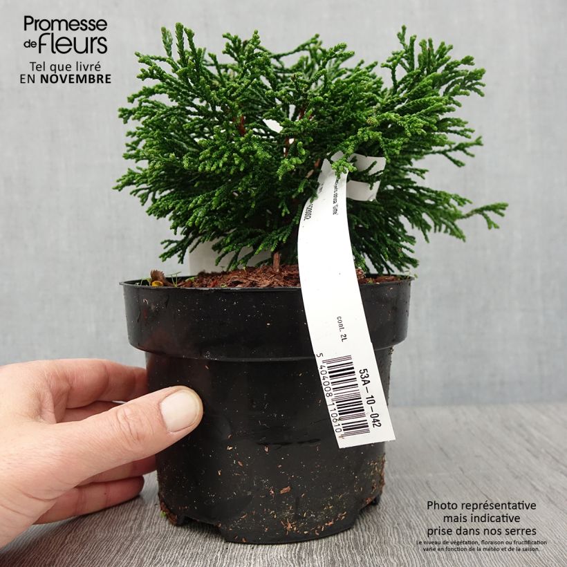 Spécimen de Chamaecyparis obtusa Gitte - Faux cyprès hinoki du Japon nain Pot de 2L/3L tel que livré en automne