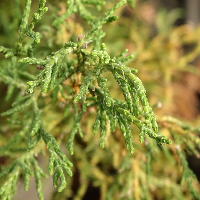 Chamaecyparis obtusa Lycopodioides - Faux cyprès hinoki du Japon (Feuillage)