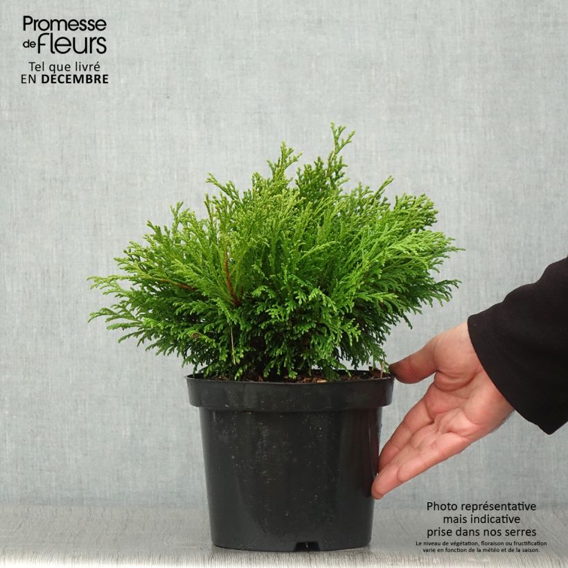 Spécimen de Chamaecyparis pisifera Filip's Happy Day - Cyprès Sawara         Pot de 2L/3L tel que livré en automne