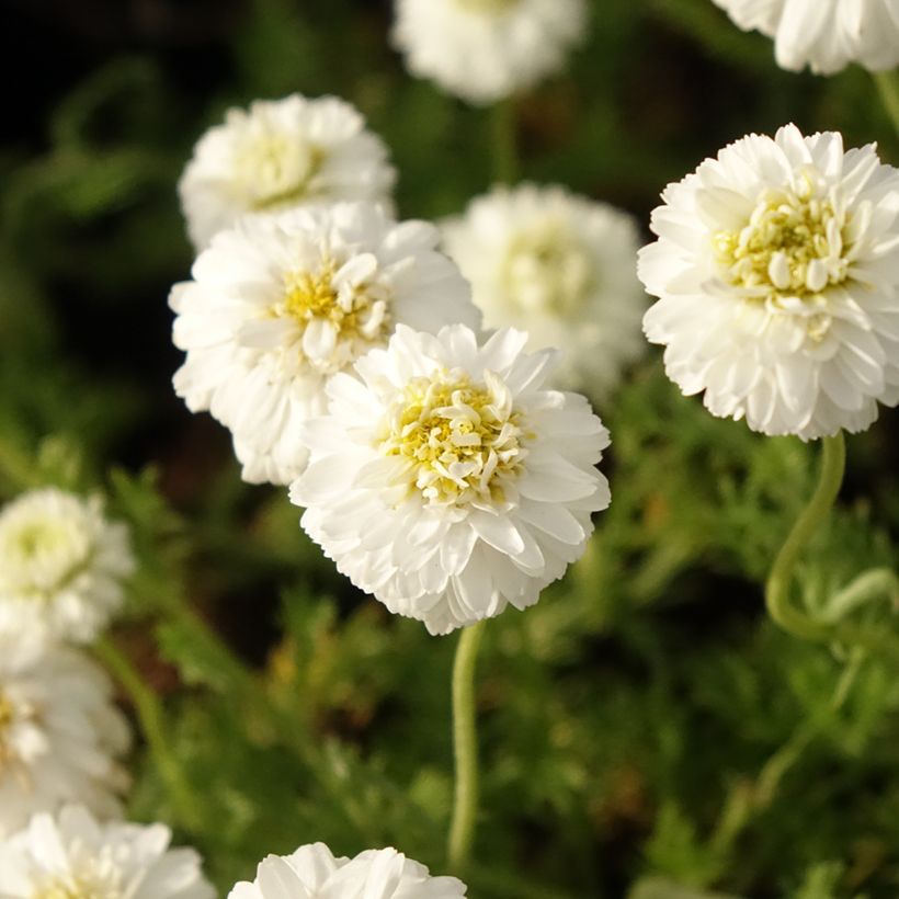 Chamaemelum nobile Flore Pleno (Floraison)