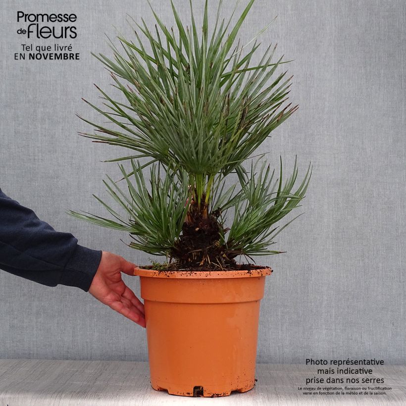 Spécimen de Chamaerops humilis cerifera - Palmier nain bleuté tel que livré en automne