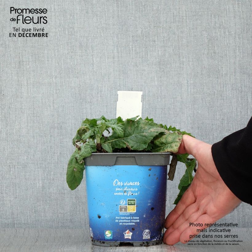 Spécimen de Chardon boule - Echinops ritro en pot de 2/3 litres tel que livré en automne