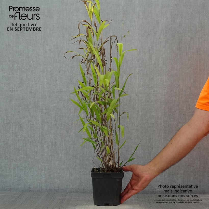 Spécimen de Chasmanthium latifolium - Uniola latifolia tel que livré en été