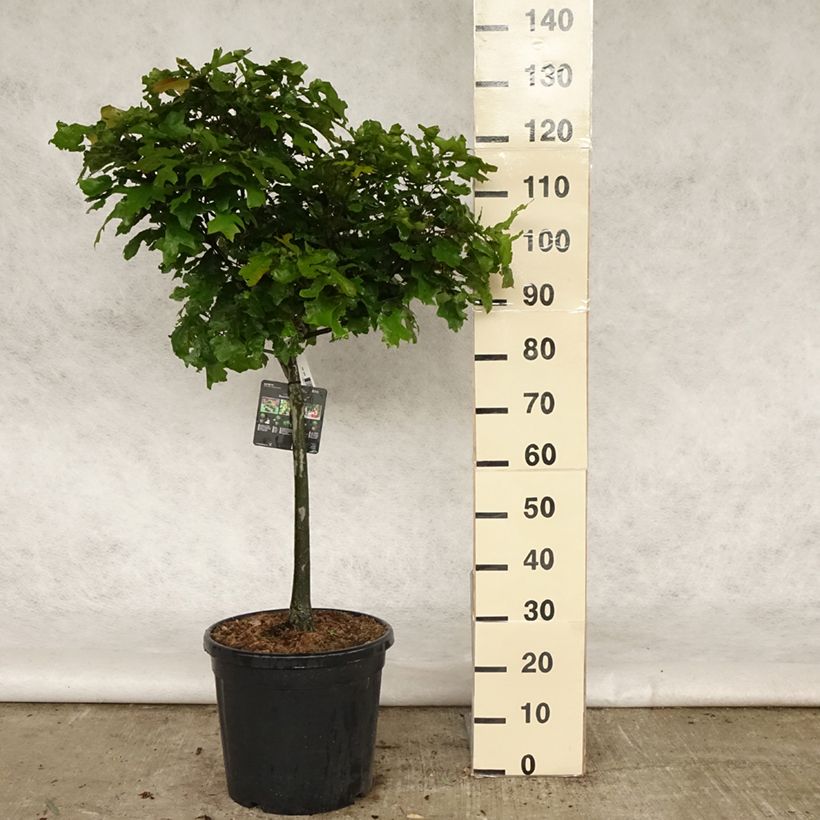 Spécimen de Chêne des marais - Quercus palustris Green Dwarf Pot de 18L/20L Tige de 40 cm tel que livré au printemps