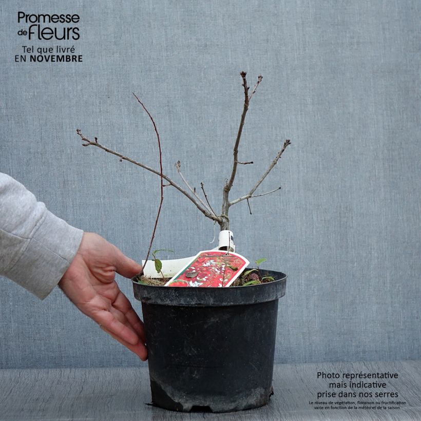 Spécimen de Chêne écarlate - Quercus coccinea Splendens Pot de 4L/5L tel que livré en automne