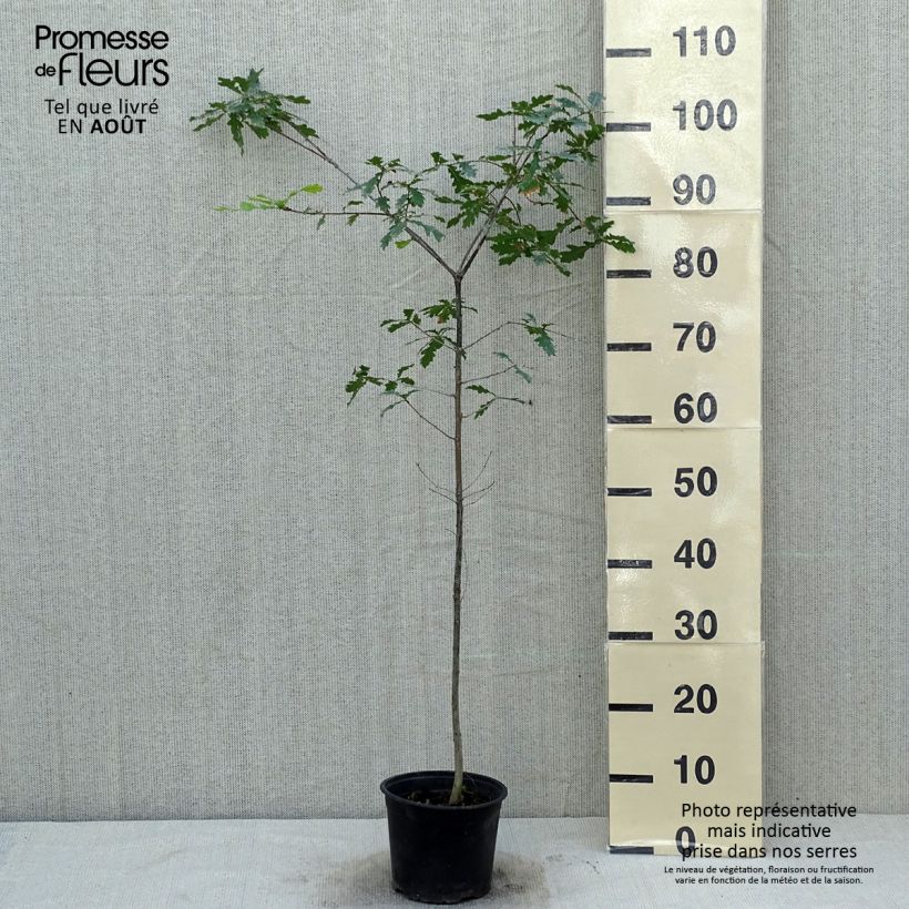 Spécimen de Chêne pédonculé - Quercus robur tel que livré en été