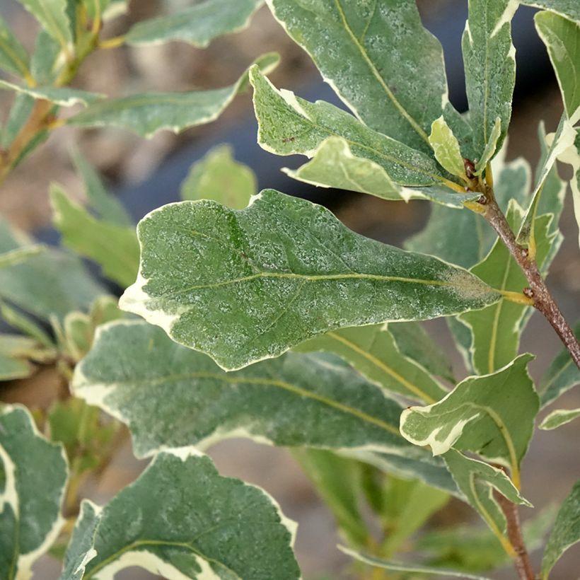 Chêne pédonculé - Quercus robur Argenteomarginata (Feuillage)