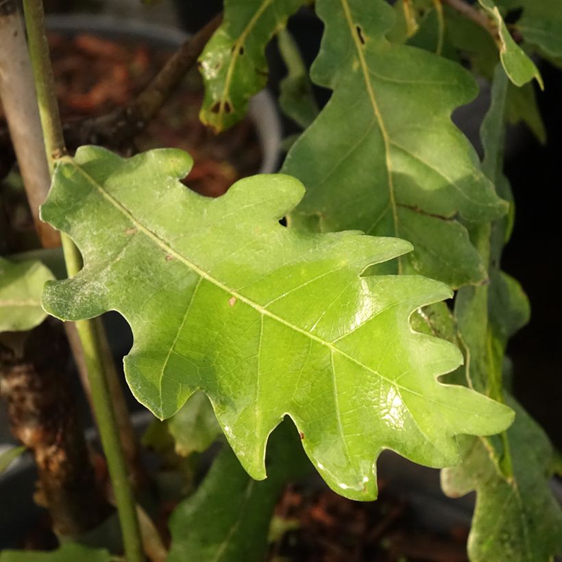 Chêne pédonculé - Quercus robur Jan Zamoyski  (Feuillage)