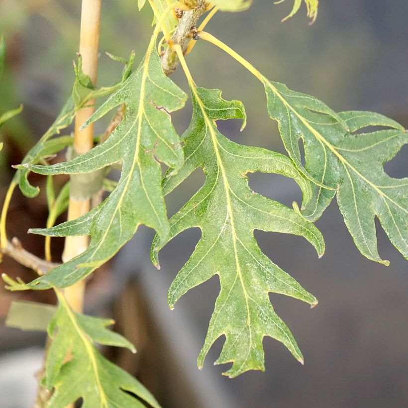 Chêne pédonculé - Quercus robur Miky (Feuillage)