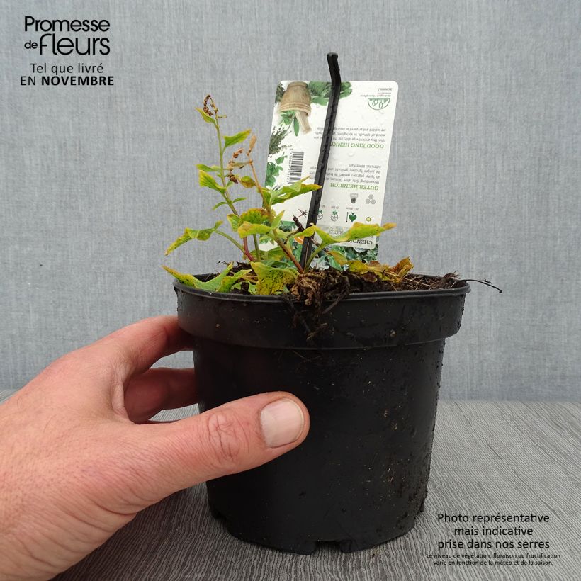 Spécimen de Chénopode Bon Henri en plant - Chenopodium bonus-henricus Pot de 1,5L/2L tel que livré en automne