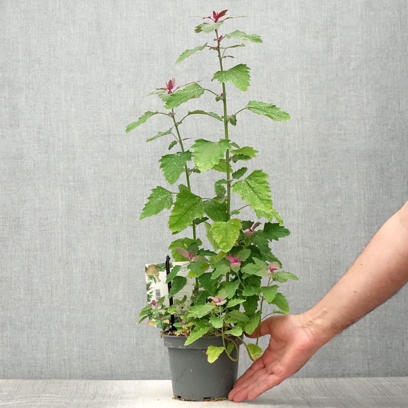 Spécimen de Chénopode géant - Chenopodium giganteum Pot de 1,5L/2L tel que livré en été