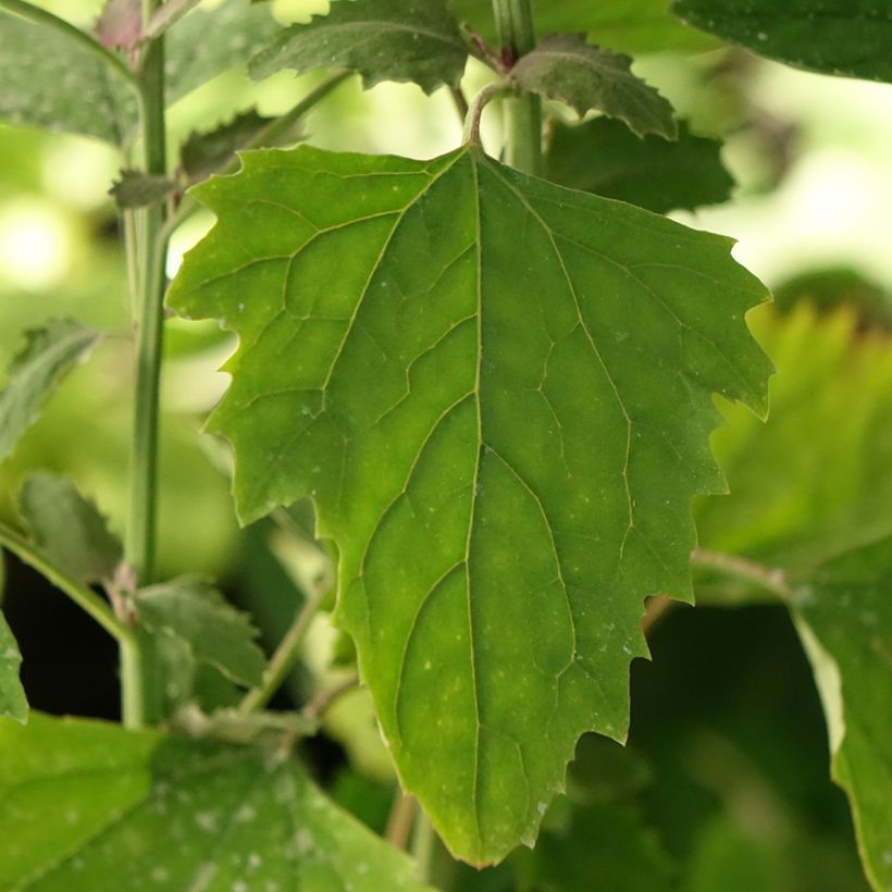 Chénopode géant - Chenopodium giganteum (Feuillage)