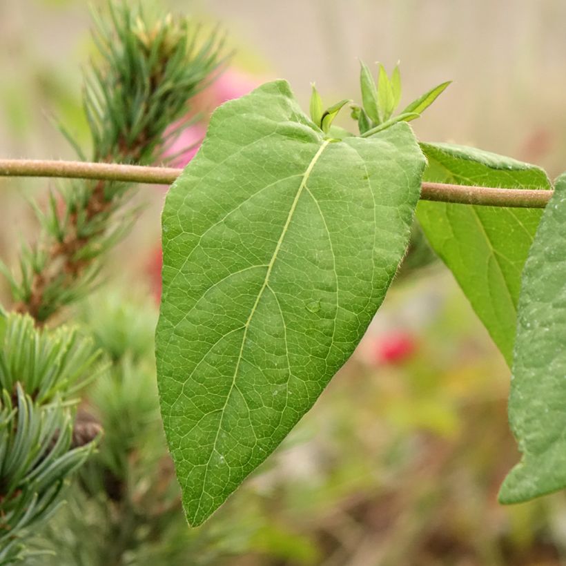 Chèvrefeuille des bois Caprilia Ever (Feuillage)