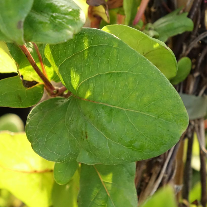 Chèvrefeuille du Japon - Lonicera japonica Dart's World (Feuillage)