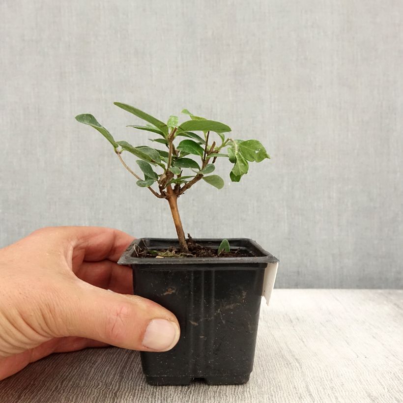 Spécimen de Chèvrefeuille du japon - Lonicera japonica Hall's Prolific en godet de 9cm tel que livré en automne