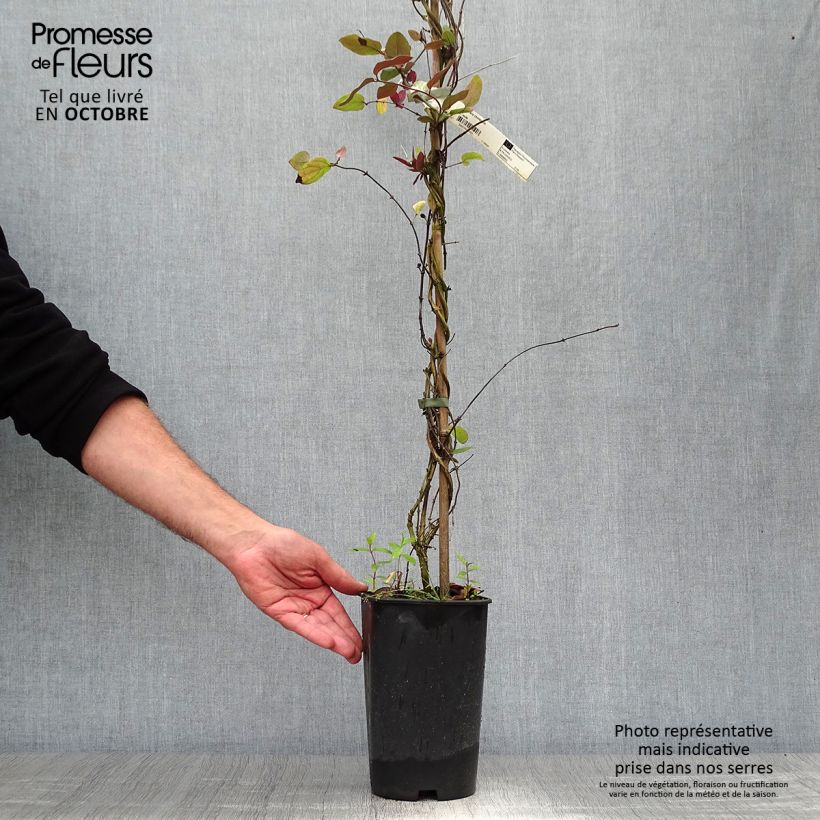 Spécimen de Chèvrefeuille du Japon - Lonicera japonica Sinensis Pot de 2L/3L tel que livré en automne