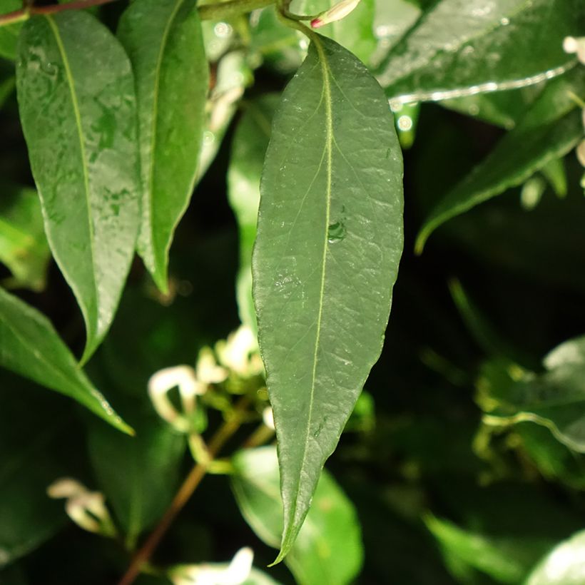 Chèvrefeuille hybride - Lonicera Marinella (Feuillage)