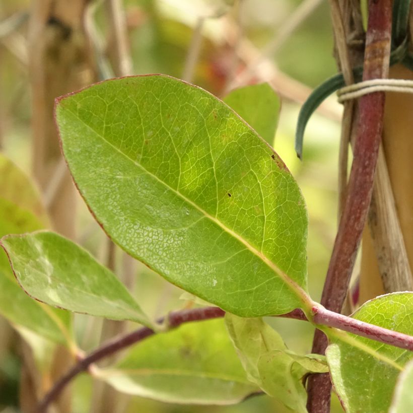 Chèvrefeuille - Lonicera x heckrottii (Feuillage)