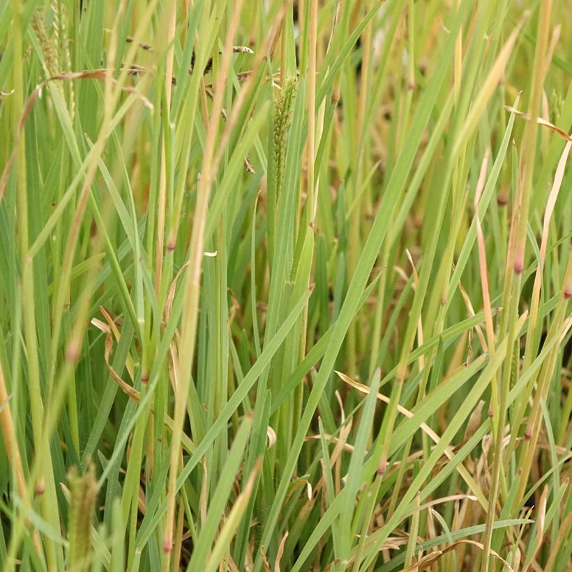 Chloris virgata - Herbe à plumes de Rhodes (Feuillage)