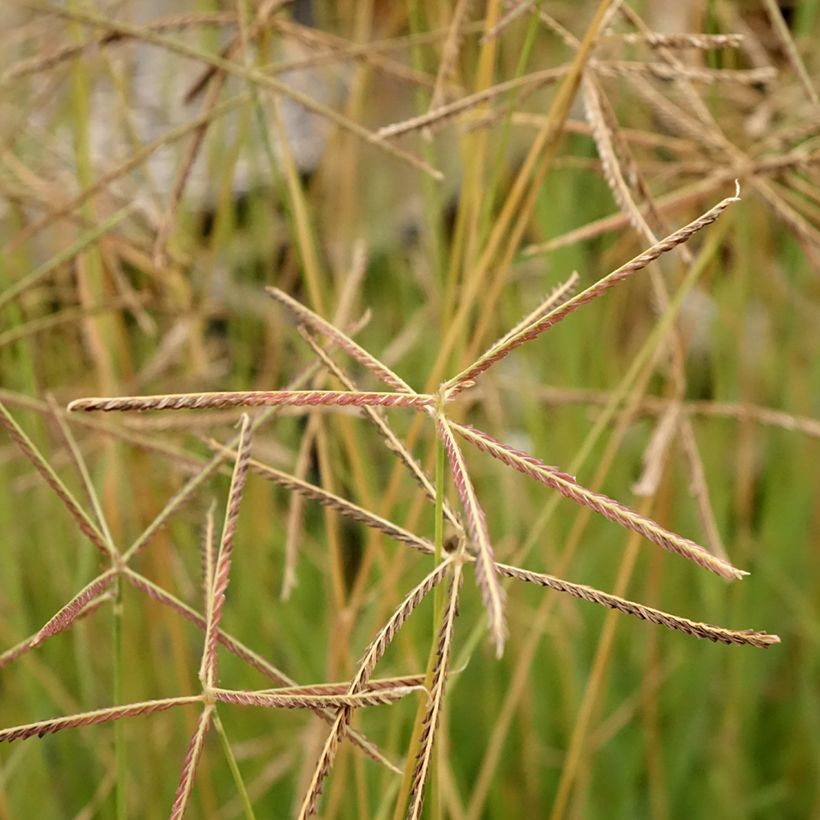 Chloris virgata - Herbe à plumes de Rhodes (Floraison)