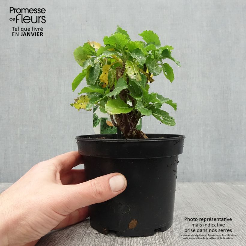 Spécimen de Chou perpétuel Daubenton en plant - Brassica oleracea ramosa  Pot de 1,5L/2L tel que livré en hiver