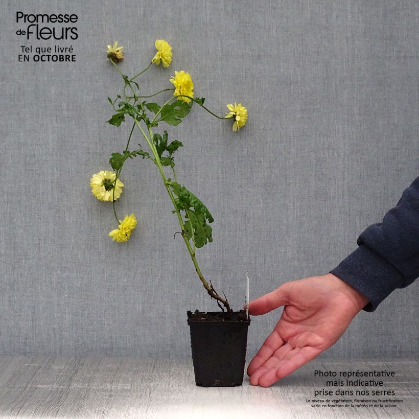 Spécimen de Chrysanthème des jardins Citronella - Chrysanthemum indicum tel que livré en automne