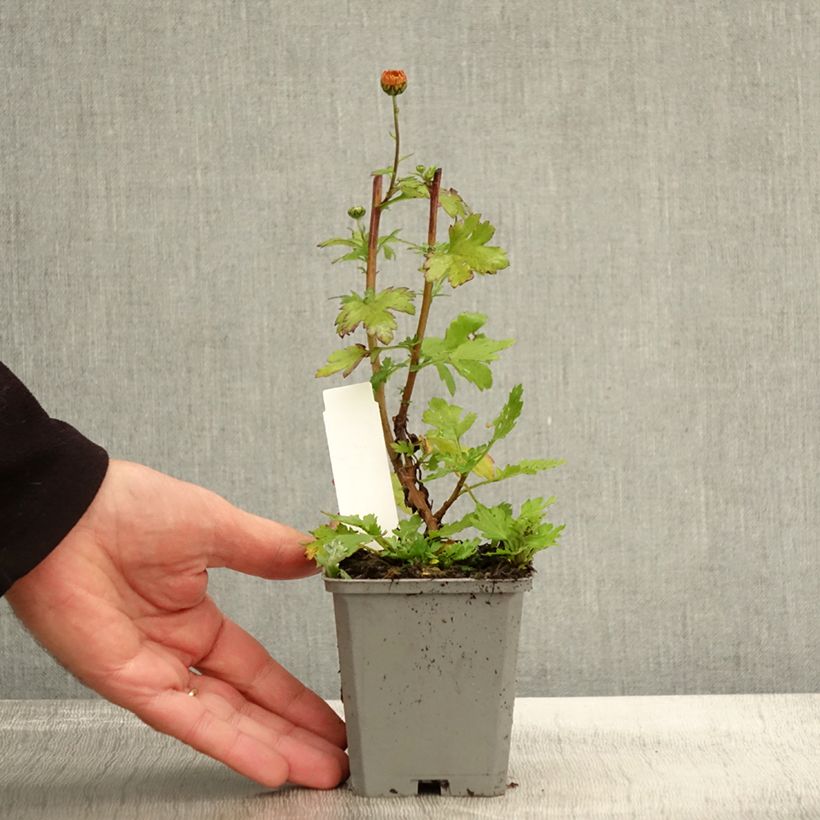 Spécimen de Chrysanthème rubellum Dernier Soleil - Marguerite d'automne. Godet de 9cm tel que livré en automne