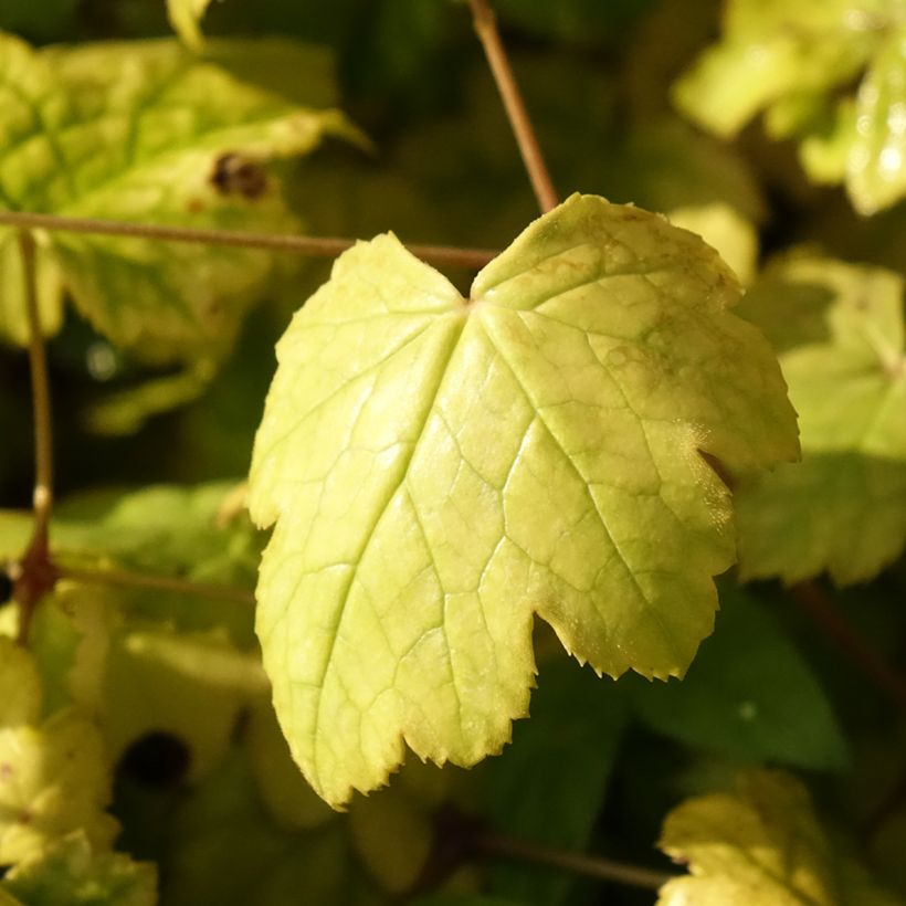 Cierge d'argent - Cimicifuga ou Actaea biternata (Feuillage)