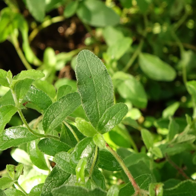 Ciste obtusifolius - Cistus obtusifolius (Feuillage)