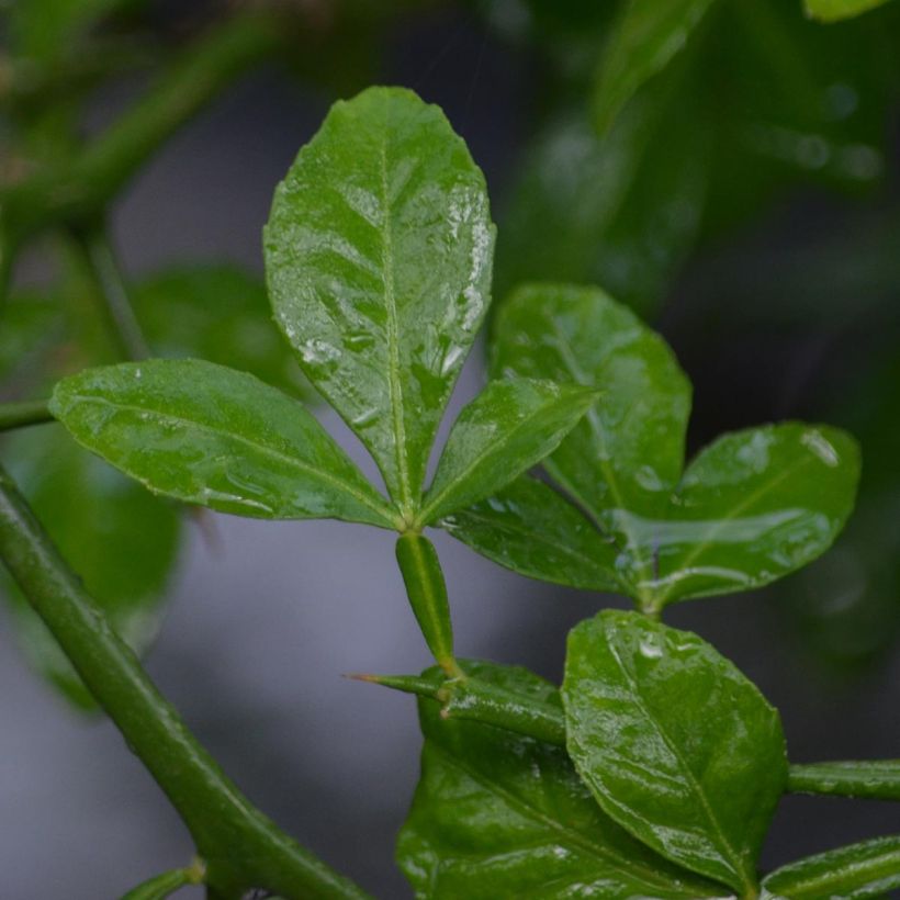 Poncirus trifoliata - Citronnier épineux (Feuillage)