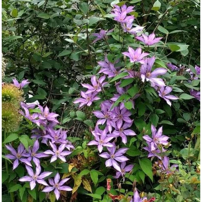 Clématite - Clematis Dorothy Walton (Port)