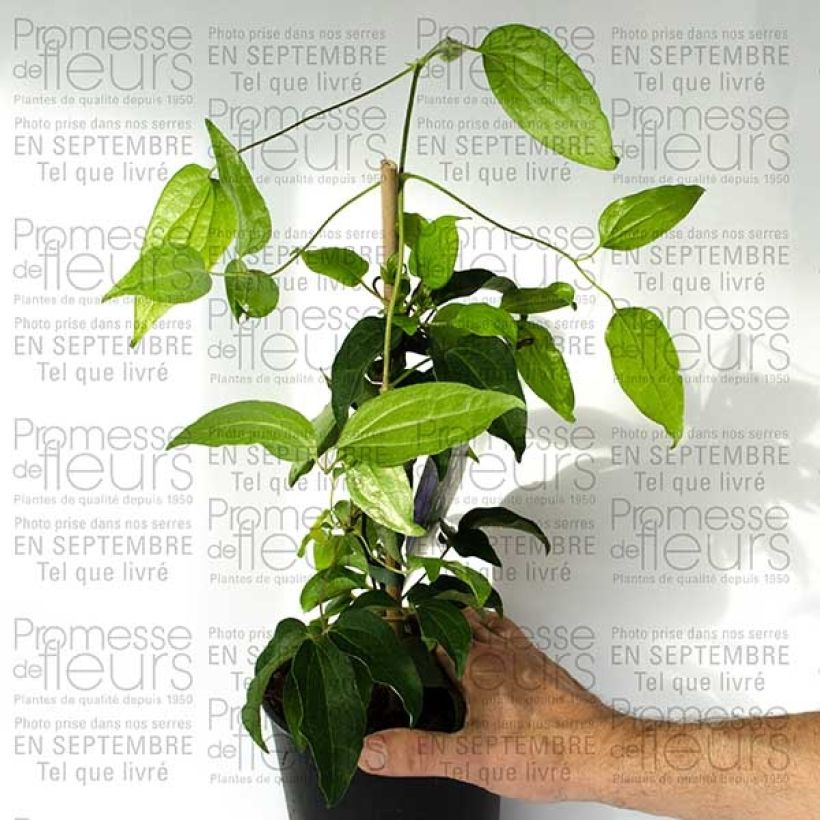 Exemple de spécimen de Clématite - Clematis Blue Ravine Pot de 2L/3L tel que livré